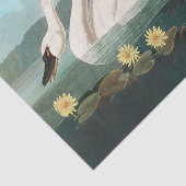 Papier Mousseline cygne audubon cygnes d'eau blanche (Détail)