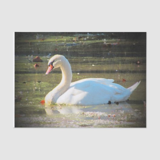 Papier Mousseline Cygne gracieux (Recto)