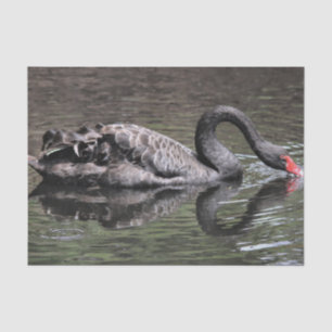 Papier Mousseline Cygne noir