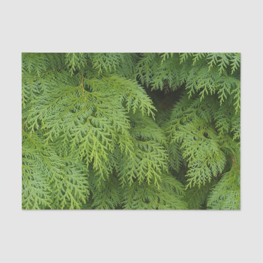 Papier Mousseline Cypress (Recto)