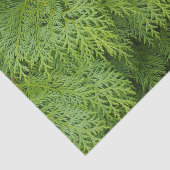 Papier Mousseline Cypress (Détail)