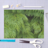 Papier Mousseline Cypress (Artisanat)