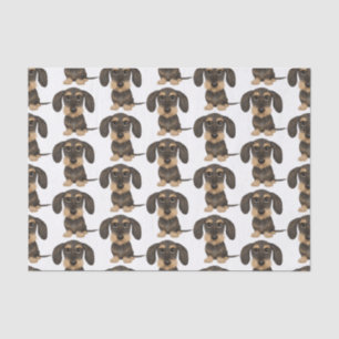 Papier Mousseline Dachshund À poils durs  Teckel Chien mignon
