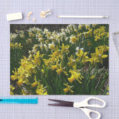 Papier Mousseline Daffodiles jaunes et blancs Fleurs de printemps (Artisanat)