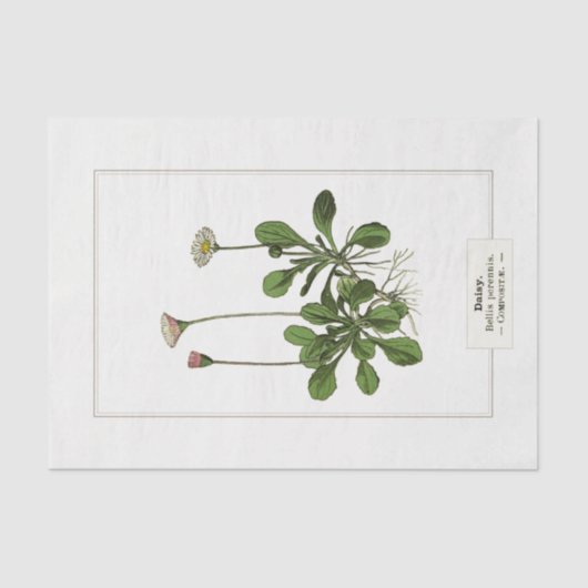 Papier Mousseline Daisy Botanical Illustration 1885 Tissue Paper (Recto)
