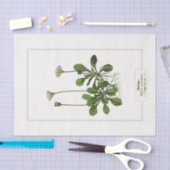 Papier Mousseline Daisy Botanical Illustration 1885 Tissue Paper (Artisanat)