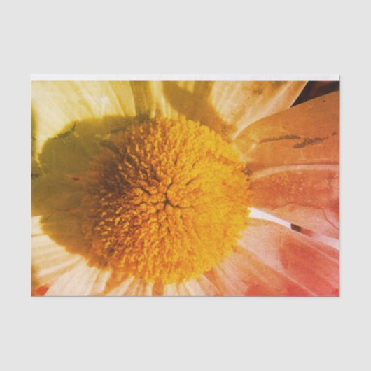 Papier Mousseline Daisy Fermer (Recto)
