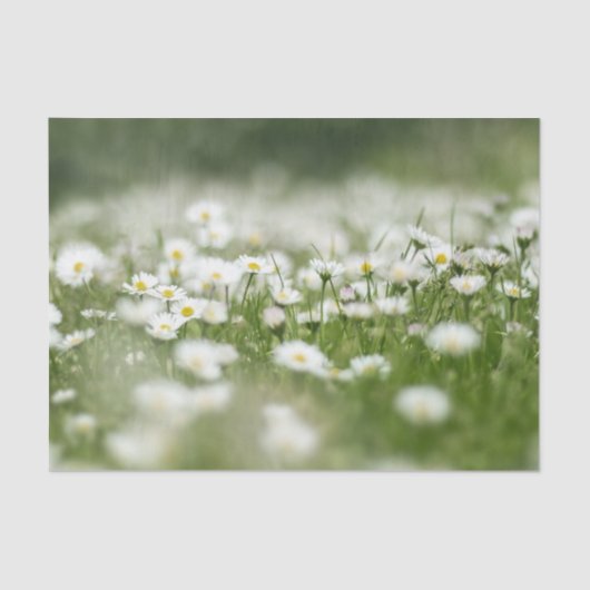 Papier Mousseline Daisy Meadow (Recto)