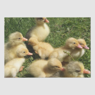 Papier Mousseline de jeunes animaux mignons de la ferme