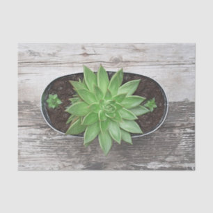 Papier Mousseline Découpage d'art vert rustique succulent esquisse