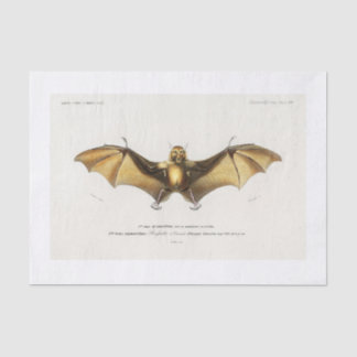 Papier Mousseline Découpage de chauve-souris d'Halloween