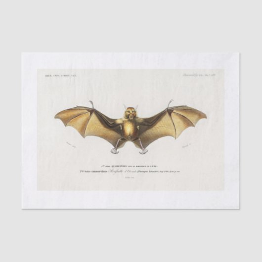 Papier Mousseline Découpage de chauve-souris d'Halloween (Recto)