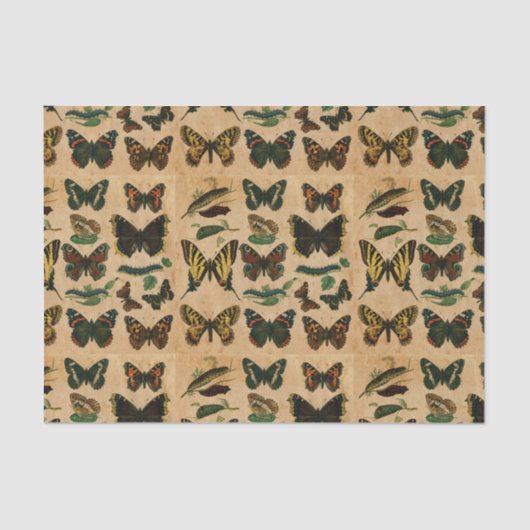 Papier Mousseline Découpage de la collection de papillon d'insectes  (Recto)