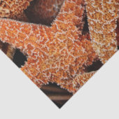 Papier Mousseline Découpage de la photo Starfish (Détail)