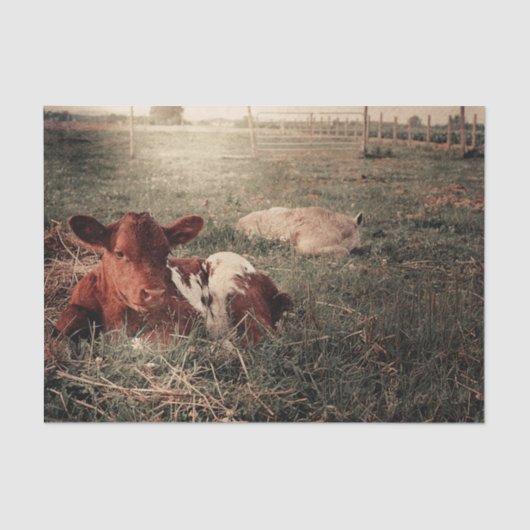 Papier Mousseline Découpage de la vaches rustiques de la ferme (Recto)