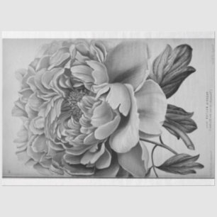 Papier Mousseline Découpage de l'Ephémère florale Peine blanche noir