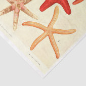 Papier Mousseline Découpage de l'Ephémère rouge marine (Détail)