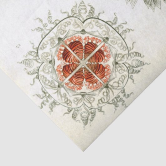 Papier Mousseline Découpage d'Ernst Haeckel (Détail)