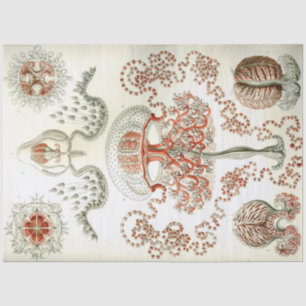 Papier Mousseline Découpage d'Ernst Haeckel