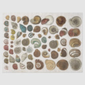 Papier Mousseline Découpage des coques marines scientifiques vintage (Recto)