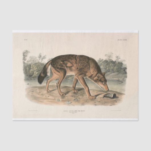 Papier Mousseline Découpage du loup texan rouge américain (Canis lup (Recto)