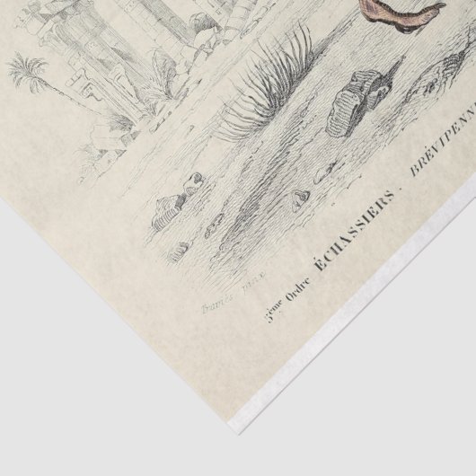 Papier Mousseline Découpage Ephémère d'oiseaux Autruche française (Détail)