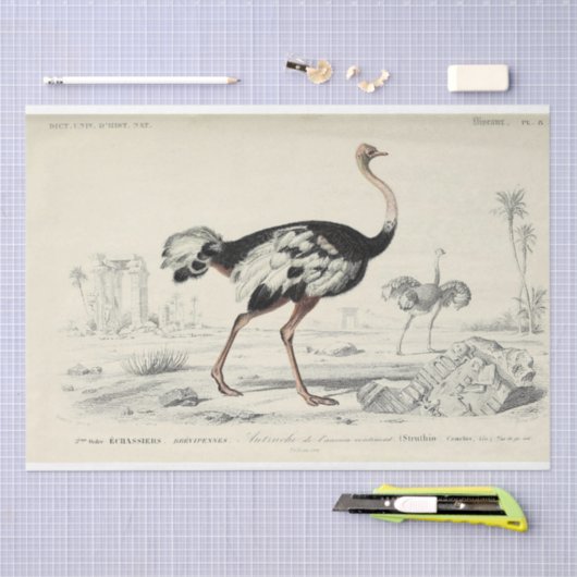 Papier Mousseline Découpage Ephémère d'oiseaux Autruche française (Artisanat)