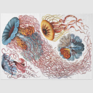 Papier Mousseline Découpage Ernst Haeckel 8