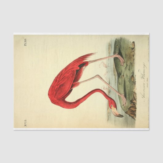 Papier Mousseline Découpage Flamant rose Ephémère (Recto)