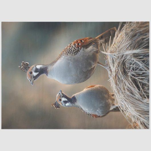 Papier Mousseline Découpage Motifs de plume unique de la Quail Gambl (Recto)