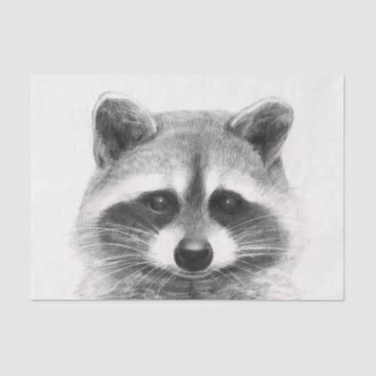 Papier Mousseline Dessin au crayon de Raccoon (Recto)