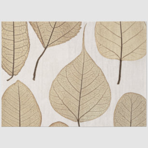 Papier Mousseline Dessin botanique naturaliste vintage Feuille 185