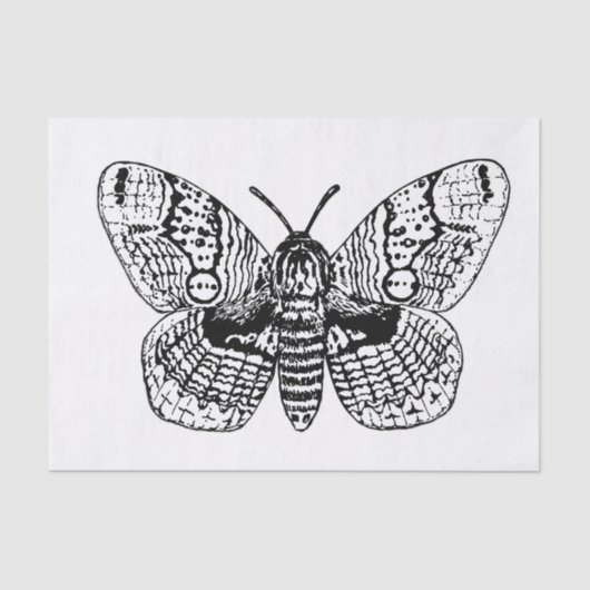 Papier Mousseline Dessin Brahmin moth (Recto)