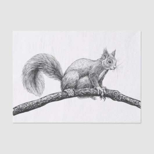 Papier Mousseline Dessin d'écureuil (Recto)