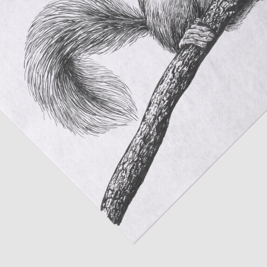 Papier Mousseline Dessin d'écureuil (Détail)