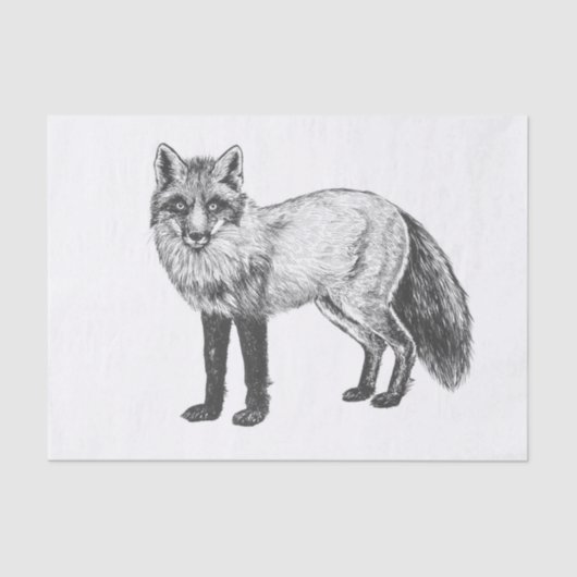 Papier Mousseline Dessin Fox (Recto)
