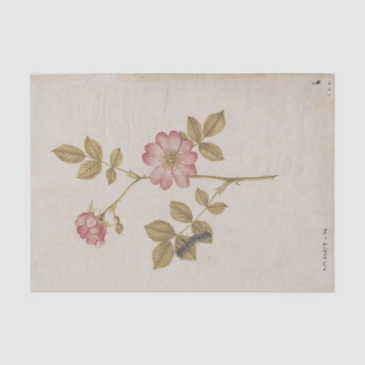 Papier Mousseline Deux Roses de chien et Lackey Moth Caterpillar (Recto)