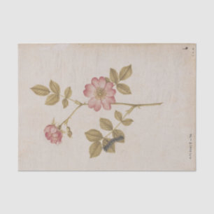 Papier Mousseline Deux roses de chien et une chenille de bombyx disp