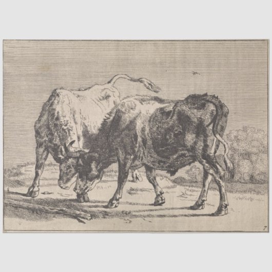 Papier Mousseline Deux taureaux de combat (par Paulus Potter) (Recto)