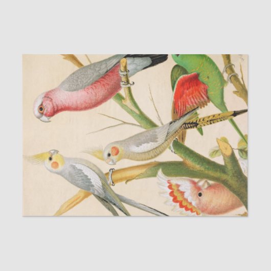 Papier Mousseline Divers perroquets, Découpage (Recto)