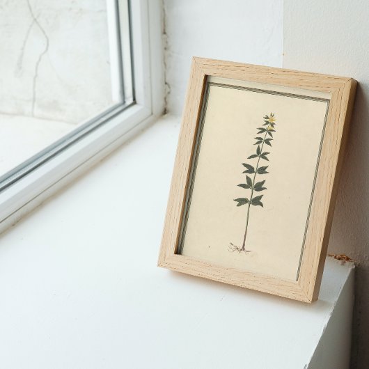 Papier Mousseline Document de découpage de l'étude botanique