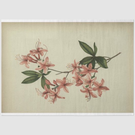 Papier Mousseline Document de découpage de l'étude Rhododendron (Recto)