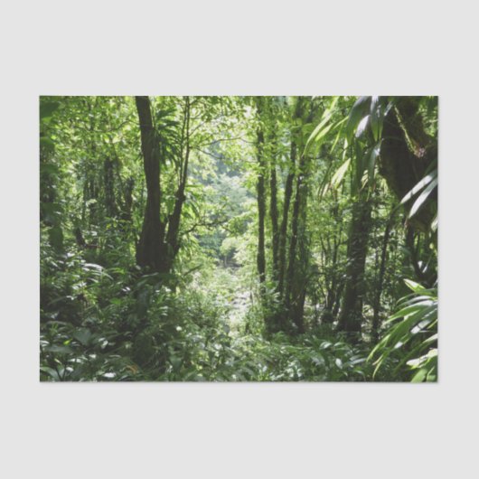 Papier Mousseline Dominicain Forêt de pluie II Vert tropical (Recto)