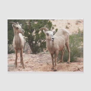 Papier Mousseline Drôle Mouton de Bighorn dans le parc national Zion