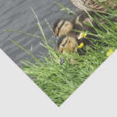 PAPIER MOUSSELINE DUCK ET DUCKLINES (Détail)