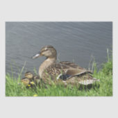 PAPIER MOUSSELINE DUCK ET DUCKLINES (Recto)