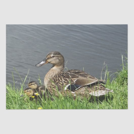 PAPIER MOUSSELINE DUCK ET DUCKLINES (Recto)