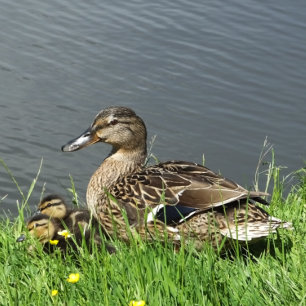 PAPIER MOUSSELINE DUCK ET DUCKLINES