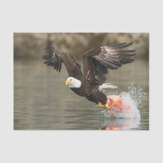 Papier Mousseline Eagle chauve explosif (Recto)