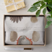 Papier Mousseline eau du coquillage côtier (Cadeau)